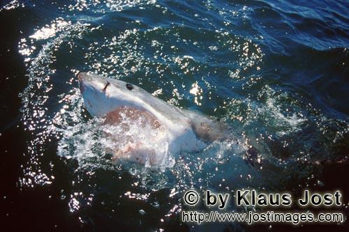 Weißer Hai/Great White shark/Carcharodon carcharias        Das leuchtende dunkelblaue Auge des Wei