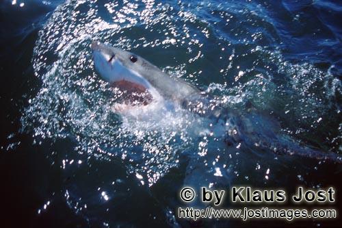 Weißer Hai/Great White Shark/Carcharodon carcharias        Synonym für Eleganz, Kraft, Schnelligke