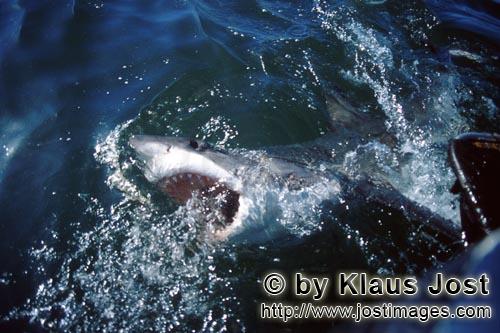 Weißer Hai/Great White Shark/Carcharodon carcharias        Great White Shark on the water surface</