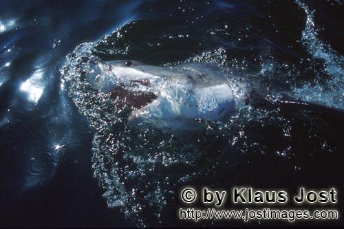 Weißer Hai/Great White Shark/Carcharodon carcharias        Weißer Hai an der Meeresoberflaeche