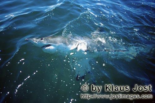 Weißer Hai/Great White Shark/Carcharodon carcharias        Weißer Hai patrouilliert an der Wassero