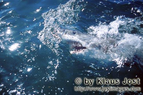Weißer Hai/Great White Shark/Carcharodon carcharias        Weißer Hai erkundet die Welt ueber Wass