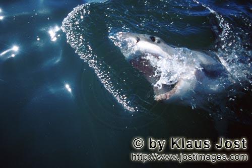 Weißer Hai/Great White Shark/Carcharodon carcharias        Weißer Hai in Erwartung der Beute    