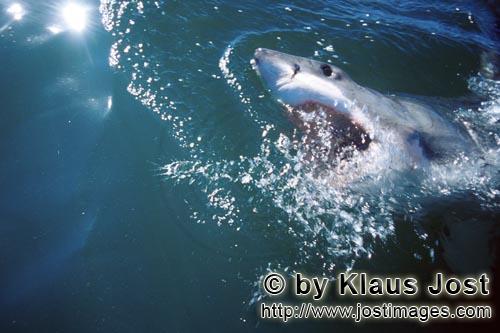 Weißer Hai/Great White Shark/Carcharodon carcharias        Weißer Hai unterwegs in den Weiten des 