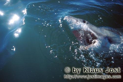 Weißer Hai/Great White Shark/Carcharodon carcharias        Der Weiße Hai hat eine Schluesselpositi