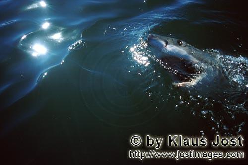 Weißer Hai/Great White Shark/Carcharodon carcharias        Superraeuber Weißer Hai         Sechs S