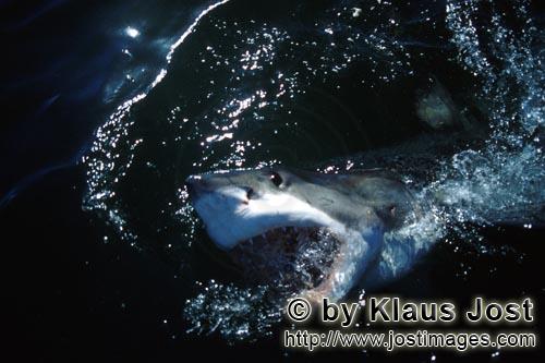 Weißer Hai/Great White Shark/Carcharodon carcharias        Weißer Hai taucht aus dem dunklen Wass