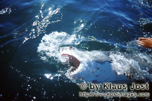 Weißer Hai/Great White Shark/Carcharodon carcharias        Weißer Hai naehert sich unserem Außenb