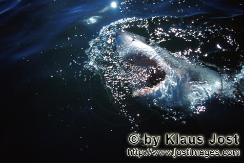 Weißer Hai/Great White Shark/Carcharodon carcharias        Weißer Hai erkundet die Ueberwasserwelt