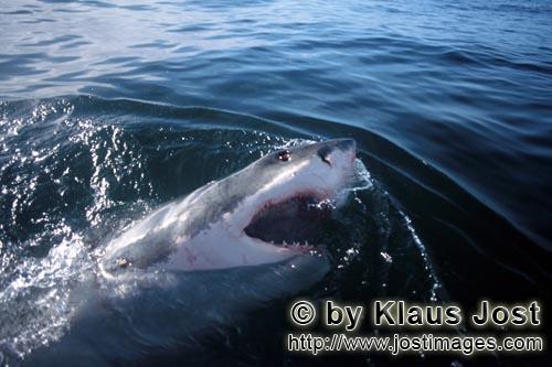 Weißer Hai/Great White shark/Carcharodon carcharias        Eleganter Superraeuber Weißer Hai   