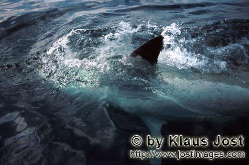 Weißer Hai/Great White shark/Carcharodon carcharias        Der Weiße Hai zeigt seine Brustflosse</