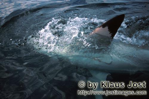 Weißer Hai/Great White shark/Carcharodon carcharias        Die Brustflosse des Weißen Hais an der 