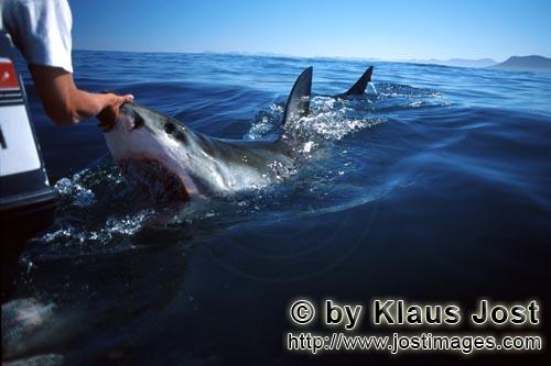 Weißer Hai/Great White shark/Carcharodon carcharias        Weißer Hai am Boot vor Dyer Island  
