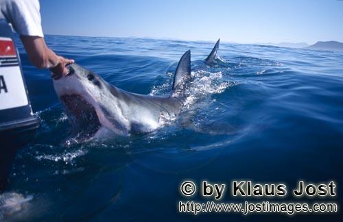 Weißer Hai/Great White shark/Carcharodon carcharias        Weißer Hai versucht in den Außenbordmotor