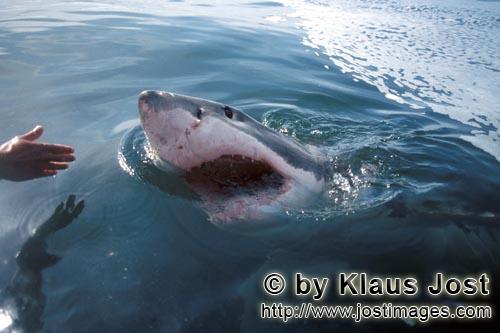 Weißer Hai/Great White shark/Carcharodon carcharias        Weißer Hai nimmt Kurs auf den Außenbor