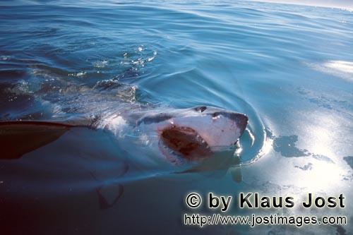 Weißer Hai/Great White shark/Carcharodon carcharias        Weißer Hai durchdringt die Meeresoberfl