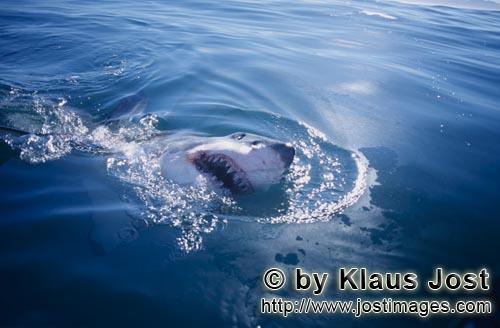 Weißer Hai/Great White shark/Carcharodon carcharias        Weißer Hai durchbricht die Wasseroberfl