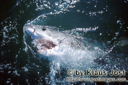 Weißer Hai/Great White shark/Carcharodon carcharias        In allen Meeren zuhause: Der Weiße Hai<