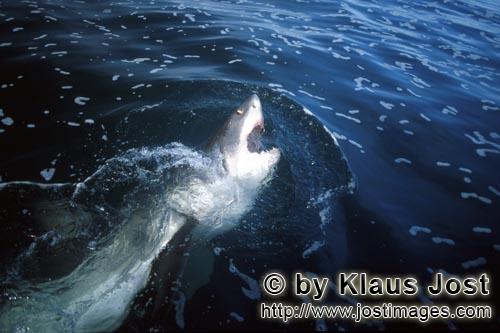 Weißer Hai/Great White shark/Carcharodon carcharias        Weißer Hai kommt aus der dunklen Tiefe<