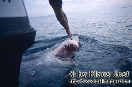 Weißer Hai/Great White shark/Carcharodon carcharias        Weißer Hai taucht an unserem Boot auf</