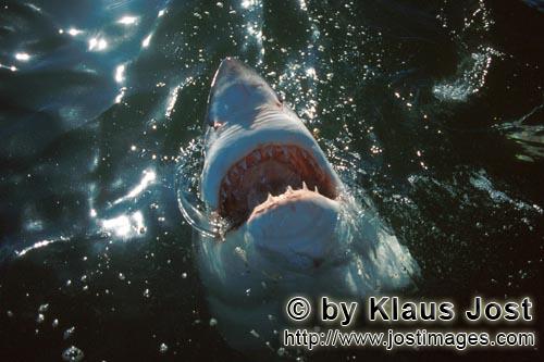 Weißer Hai/Great White shark/Carcharodon carcharias        Weißer Hai untersucht die Ueberwasserwe