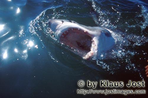 Weißer Hai/Great White shark/Carcharodon carcharias        Horrorfilme machten den Weißen Hai beka