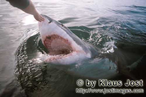 Weißer Hai/Great White shark/Carcharodon carcharias        Nasenberuehrung des Weißen Hais mit der