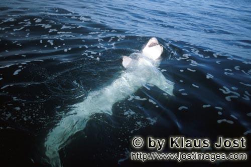 Weißer Hai/Great White shark/Carcharodon carcharias        Weißer Hai liegt auf dem Ruecken      