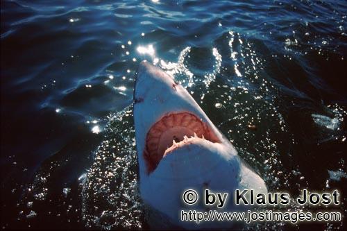 Weißer Hai/Great White shark/Carcharodon carcharias        Weißer Hai sondiert die Ueberwasserwelt