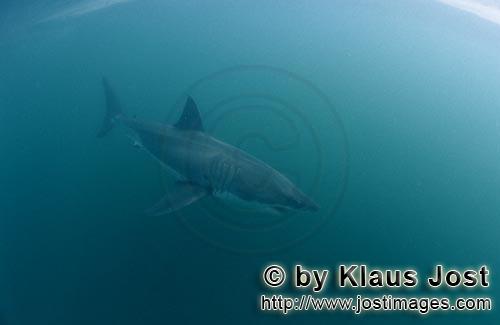 Weißer Hai/Great White shark/Carcharodon carcharias        Weißer Hai im gruenlichen Wasser      