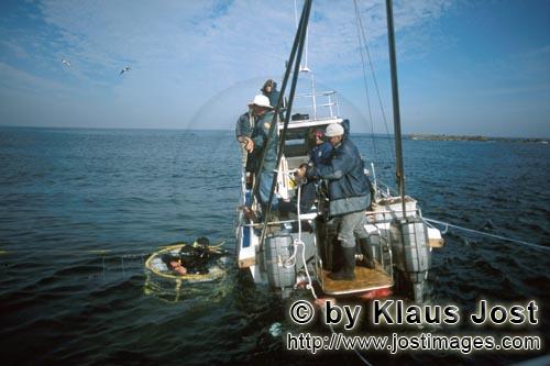 Dyer Island/Western Cape/Südafrika        Haikäfig mit Tauchern        Sechs Seemeilen von der Kü