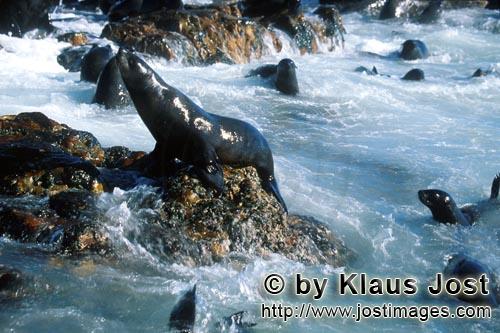 Südafrikanische Pelzrobbe/Arctocephalus pusillus        Pelzrobben im starken Seegang         Auf d