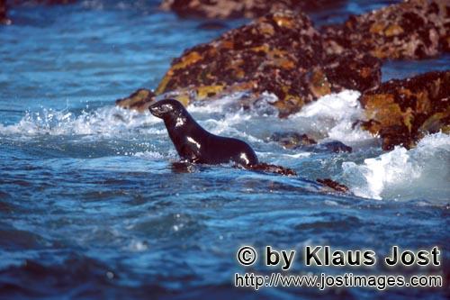 Südafrikanische Pelzrobbe/Arctocephalus pusillus        Pelzrobbe unterwegs ins Meer         Auf de