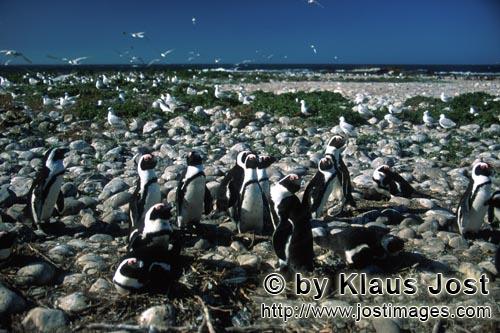 Brillenpinguin/African penguin/Spheniscus demersus        Brillenpinguin- und Seevoegelkolonie    
