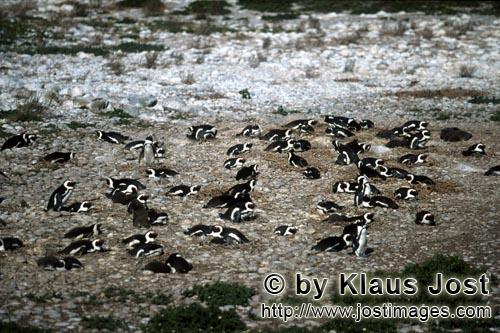 Brillenpinguin/Jackass Pinguin/Spheniscus demersus        Brillenpinguin Kolonie        Dyer Island kann nu