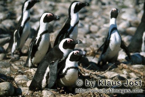 Brillenpinguin/African Penguin/Spheniscus demersus        Brillenpinguine        Dyer Island 