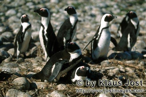 Brillenpinguin/African Penguin/Spheniscus demersus        Brillenpinguine        Dyer Island kan