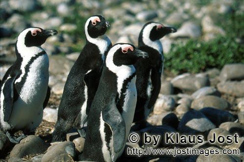 Brillenpinguin/African Penguin/Spheniscus demersus        Brillenpinguine auf Dyer Island        