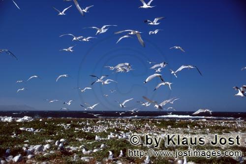 Seevoegelkolonie    Seabird colony        Dyer Island kann nur mit einer Sondergenehmigung besucht werden