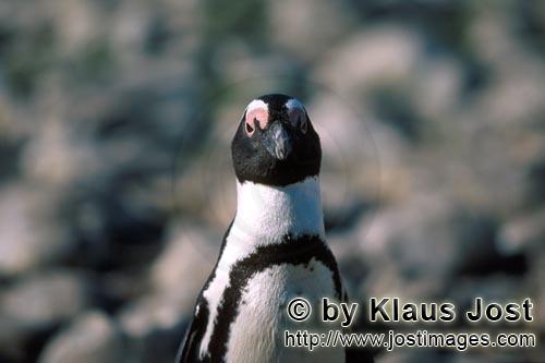 Brillenpinguin/African penguin/Spheniscus demersus        Brillenpinguin Portraet        Dyer Island kann n