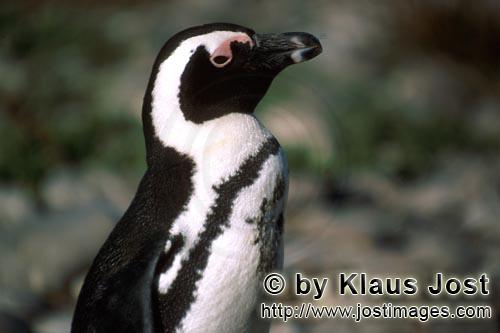 Brillenpinguin/African penguin/Spheniscus demersus        Brillenpinguin         Dyer Island kann nur mit e