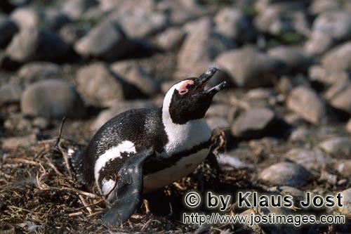 Brillenpinguin/African Penguin/Spheniscus demersus        Brillenpinguin (Spheniscus demersus)    