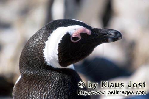Brillenpinguin/African penguin/Spheniscus demersus        Brillenpinguin (Spheniscus demersus)        Dyer 
