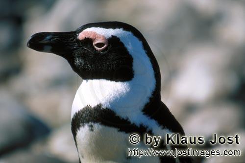 Brillenpinguin/African penguin/Spheniscus demersus        Brillenpinguin (Spheniscus demersus)    