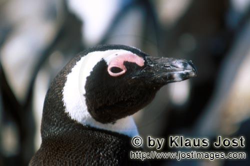 Brillenpinguin/African Penguin/Spheniscus demersus        Brillenpinguin Portraet        Auf Dyer