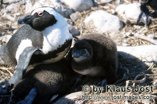 Brillenpinguin/African Penguin/Spheniscus demersus        Brillenpinguin mit Kueken        Dyer Island kann