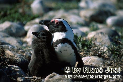 Brillenpinguin/African Penguin/Spheniscus demersus        Brillenpinguin mit Jungtier         Auf <b