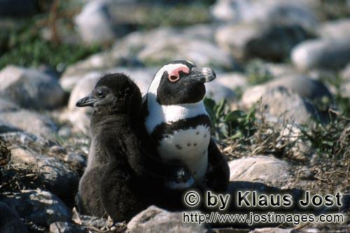 Brillenpinguin/African Penguin/Spheniscus demersus        Brillenpinguin Kueken mit erwachsenem Ping