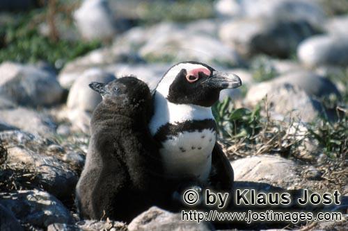 Brillenpinguin/African Penguin/Spheniscus demersus        Brillenpinguinkueken mit erwachsenem Pingu