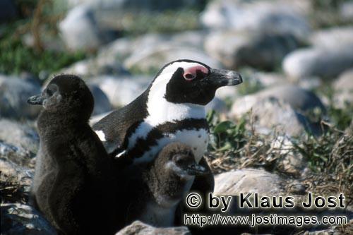 Brillenpinguin/African Penguin/Spheniscus demersus        Brillenpinguin mit zwei Kueken        Auf 